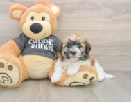 5 week old Havanese Puppy For Sale - Windy City Pups