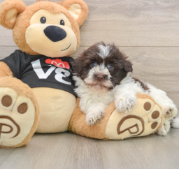 5 week old Havanese Puppy For Sale - Windy City Pups
