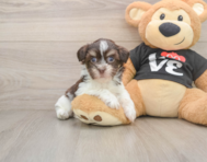 6 week old Havanese Puppy For Sale - Windy City Pups