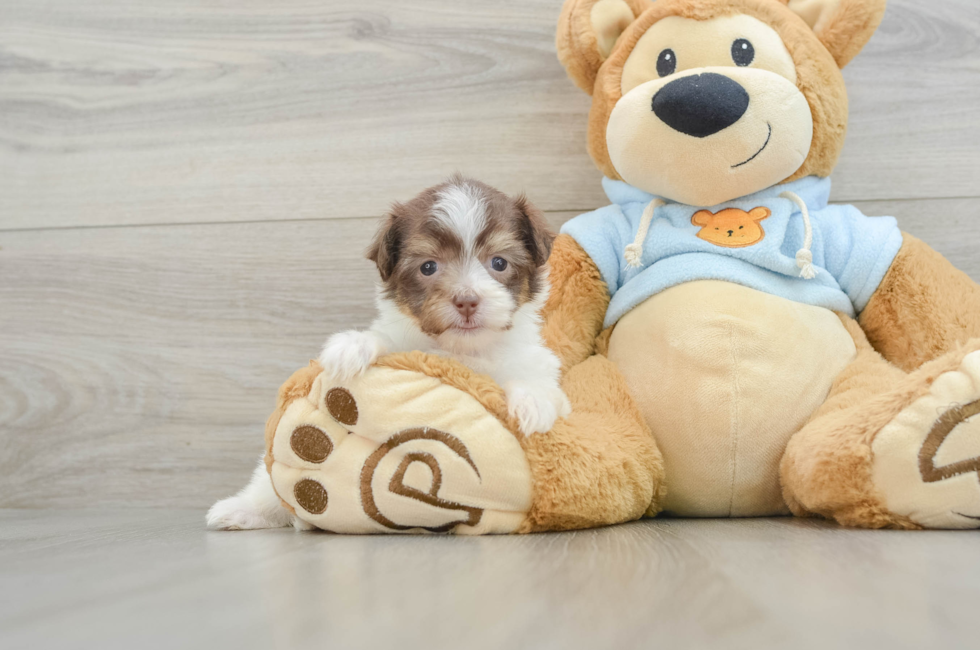 6 week old Havanese Puppy For Sale - Windy City Pups