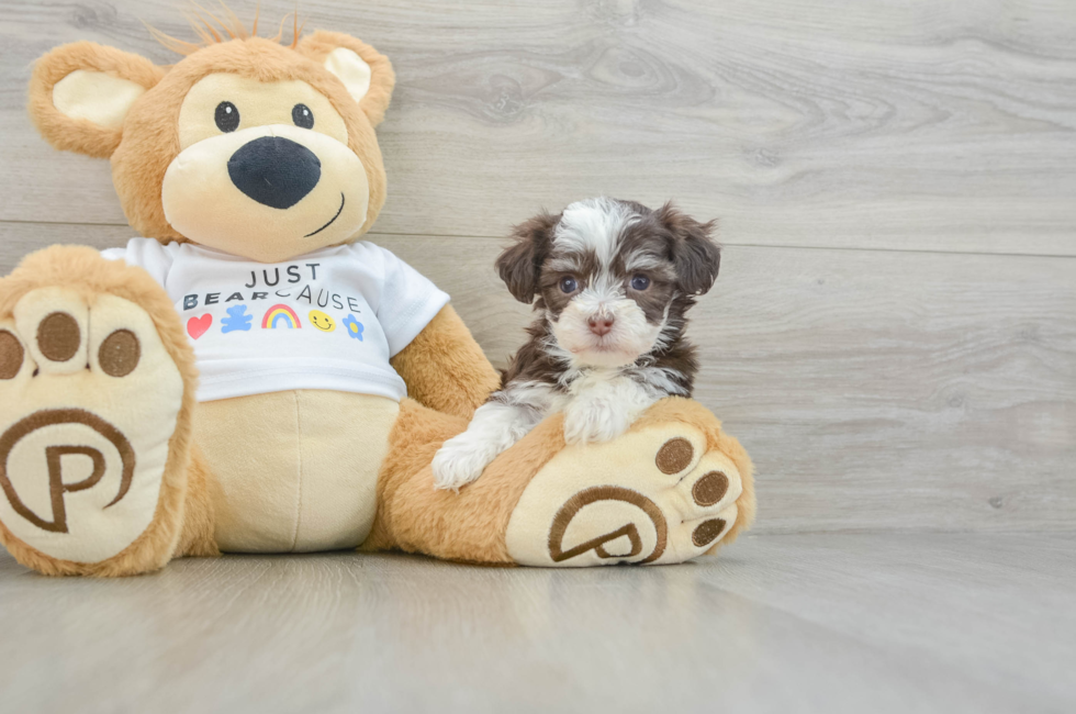 6 week old Havanese Puppy For Sale - Windy City Pups