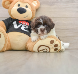5 week old Havanese Puppy For Sale - Windy City Pups