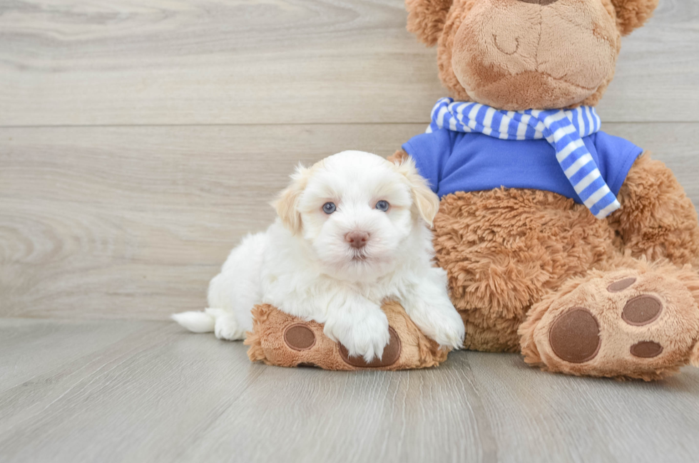 6 week old Havanese Puppy For Sale - Windy City Pups