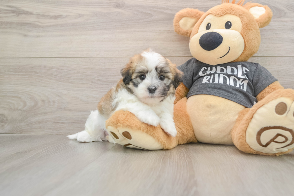 Best Havanese Baby