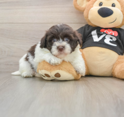 5 week old Havanese Puppy For Sale - Windy City Pups
