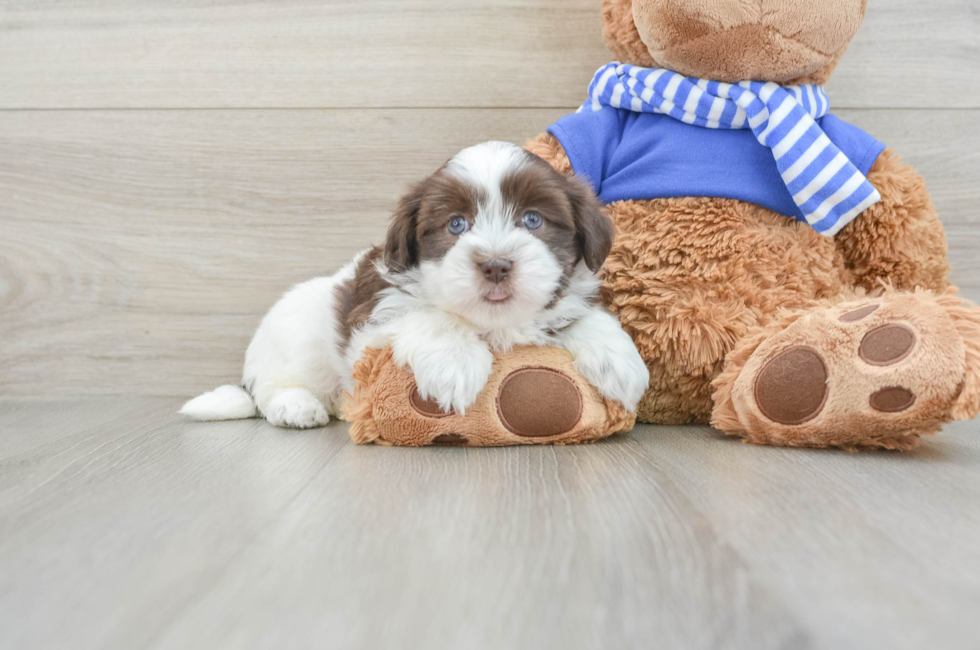 6 week old Havanese Puppy For Sale - Windy City Pups