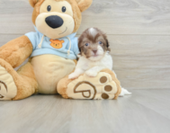 10 week old Havanese Puppy For Sale - Windy City Pups