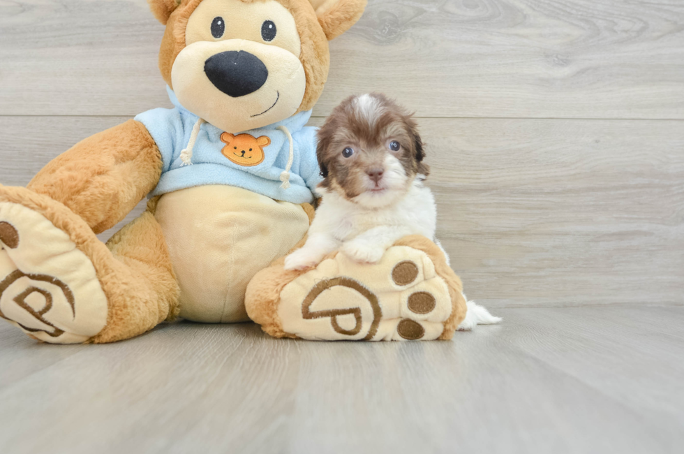 6 week old Havanese Puppy For Sale - Windy City Pups