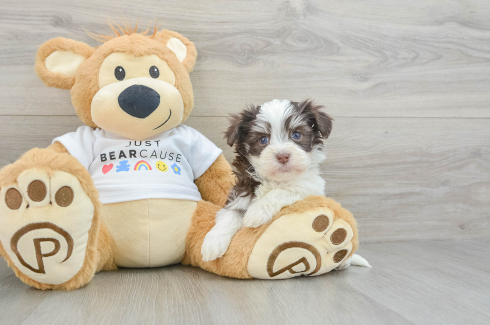 6 week old Havanese Puppy For Sale - Windy City Pups