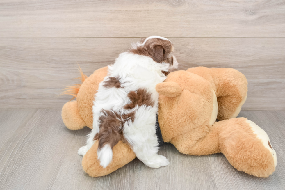 Akc Registered Havanese Purebred Pup