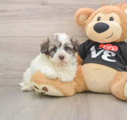 5 week old Havanese Puppy For Sale - Windy City Pups