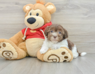 5 week old Havanese Puppy For Sale - Windy City Pups