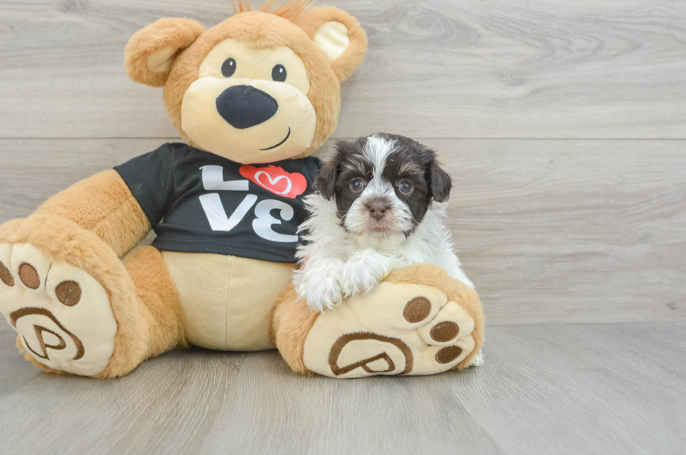 6 week old Havanese Puppy For Sale - Windy City Pups