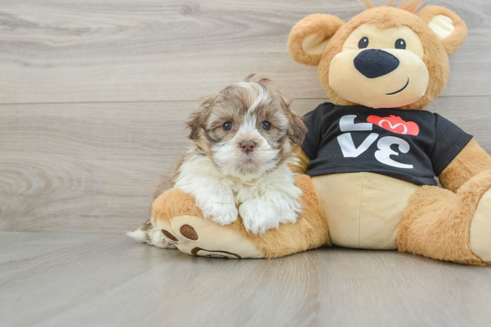 Hypoallergenic Havanese Baby