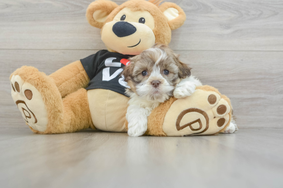 6 week old Havanese Puppy For Sale - Windy City Pups