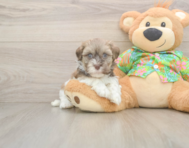 6 week old Havanese Puppy For Sale - Windy City Pups