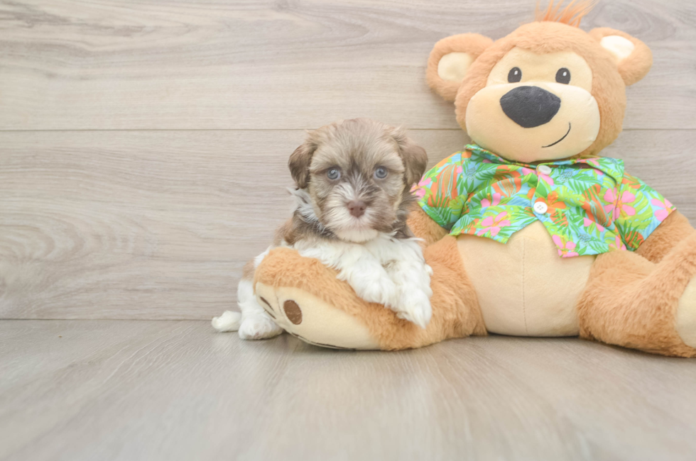 5 week old Havanese Puppy For Sale - Windy City Pups