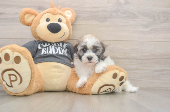 5 week old Havanese Puppy For Sale - Windy City Pups Best Havanese Baby