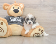 5 week old Havanese Puppy For Sale - Windy City Pups 5 week old Havanese Puppy For Sale - Windy City Pups