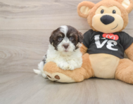 8 week old Havanese Puppy For Sale - Windy City Pups