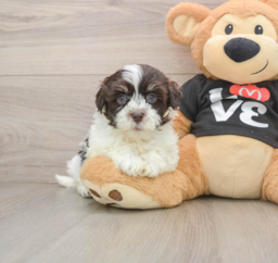5 week old Havanese Puppy For Sale - Windy City Pups