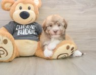 5 week old Havanese Puppy For Sale - Windy City Pups