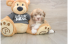 Havanese Pup Being Cute