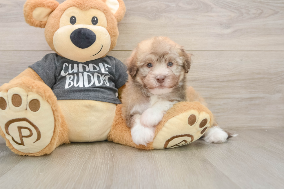 Havanese Pup Being Cute
