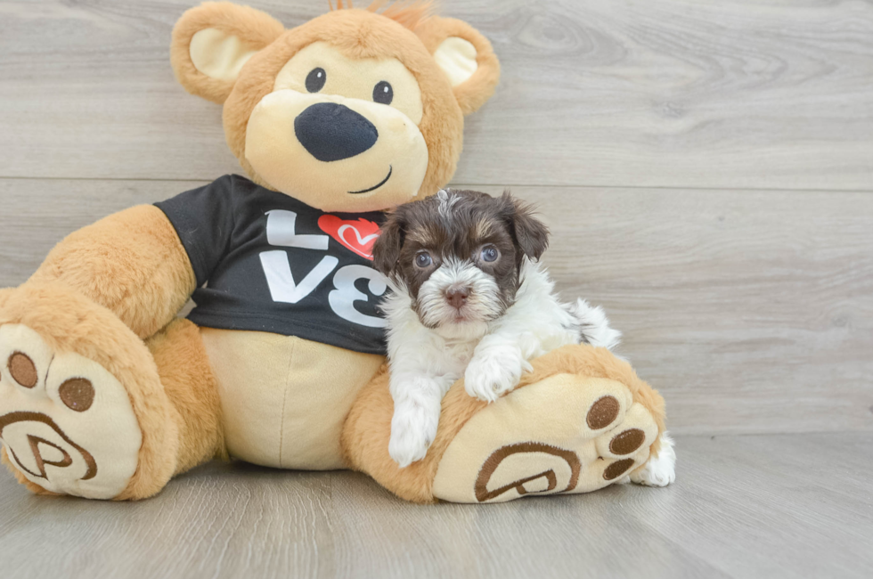 6 week old Havanese Puppy For Sale - Windy City Pups