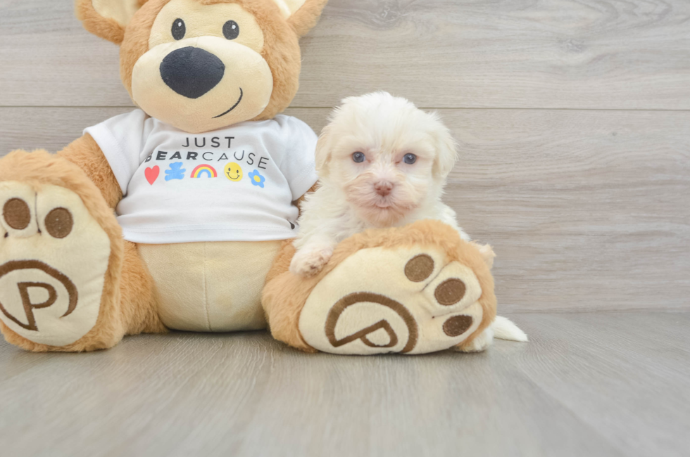 5 week old Havanese Puppy For Sale - Windy City Pups