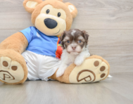 6 week old Havanese Puppy For Sale - Windy City Pups