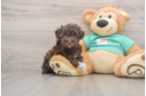 Havanese Pup Being Cute