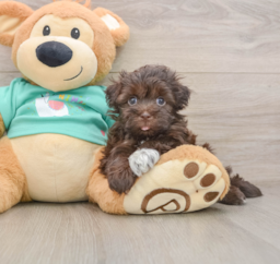 6 week old Havanese Puppy For Sale - Windy City Pups
