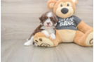 Cute Bichon Habanero Purebred Puppy