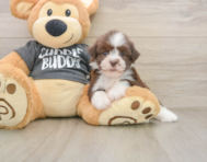 5 week old Havanese Puppy For Sale - Windy City Pups