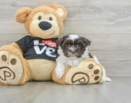 6 week old Havanese Puppy For Sale - Windy City Pups