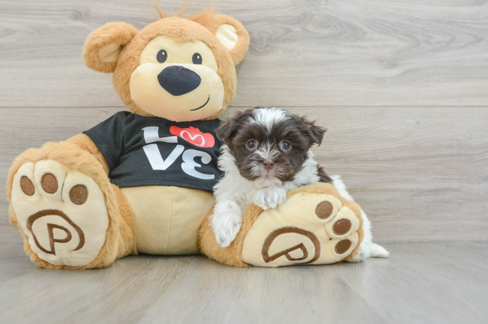 6 week old Havanese Puppy For Sale - Windy City Pups