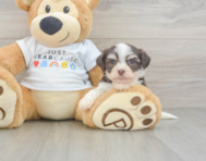 9 week old Havanese Puppy For Sale - Windy City Pups