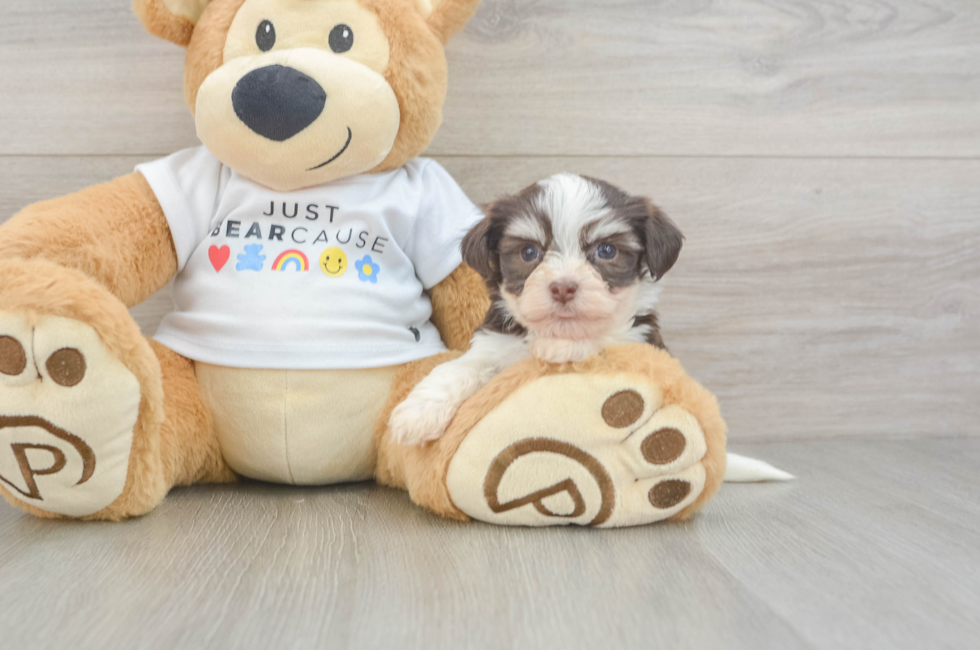 5 week old Havanese Puppy For Sale - Windy City Pups