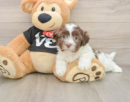 6 week old Havanese Puppy For Sale - Windy City Pups