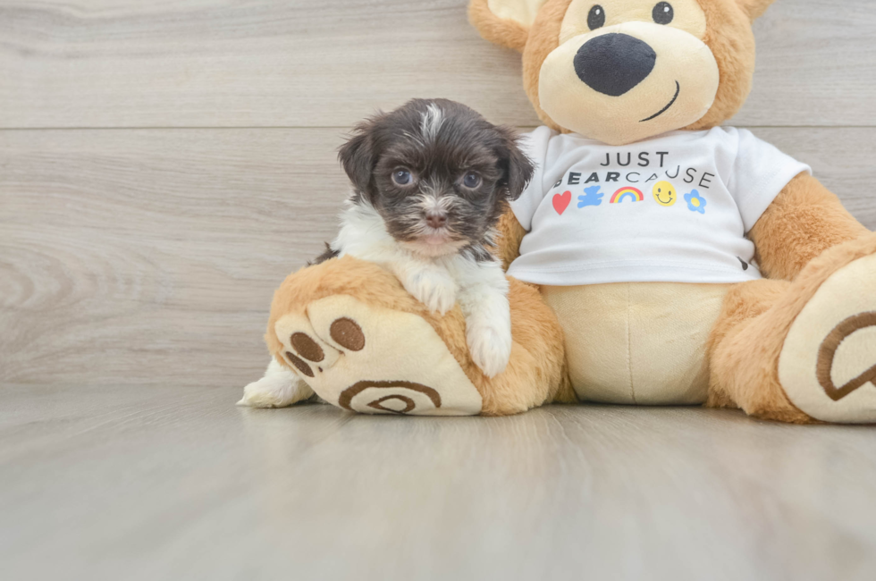 7 week old Havanese Puppy For Sale - Windy City Pups