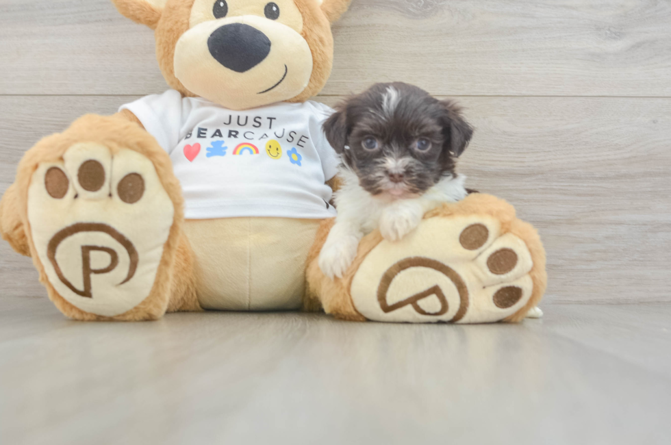 5 week old Havanese Puppy For Sale - Windy City Pups