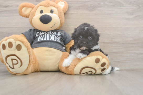 5 week old Havanese Puppy For Sale - Windy City Pups Best Havanese Baby