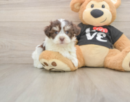 6 week old Havanese Puppy For Sale - Windy City Pups