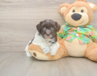7 week old Havanese Puppy For Sale - Windy City Pups