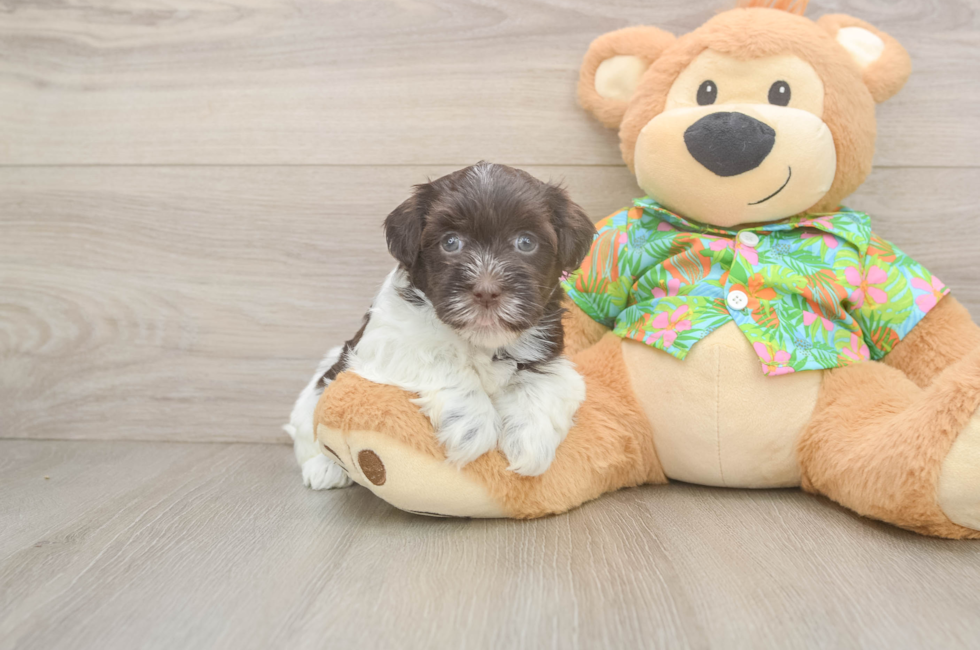5 week old Havanese Puppy For Sale - Windy City Pups