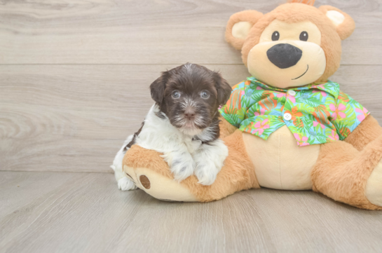 Popular Havanese Baby
