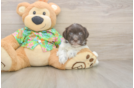 Happy Havaneser Purebred Puppy