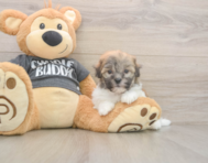 6 week old Havanese Puppy For Sale - Windy City Pups
