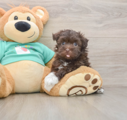 6 week old Havanese Puppy For Sale - Windy City Pups